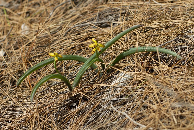 Muscari macrocarpum, photographed by Kristof Zyskowski