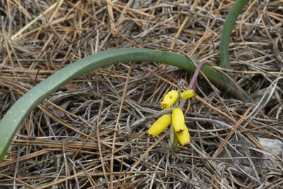 Muscari macrocarpum, photographed by Kristof Zyskowski