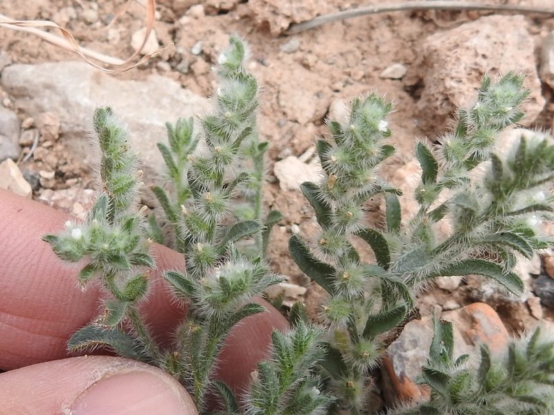 Johnstonella mexicana, photographed by Sam Kieschnick