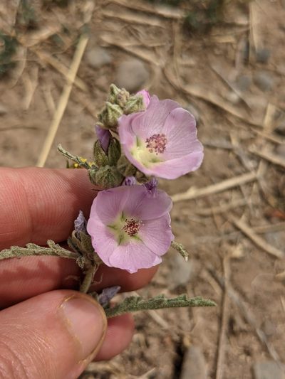 Sphaeralcea polychroma, photographed by Eric Knight