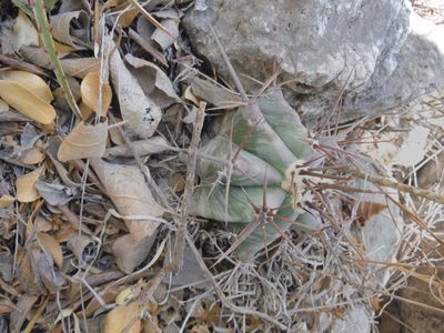 Echinocactus platyacanthus, photographed by Alejandro Gómez Maya