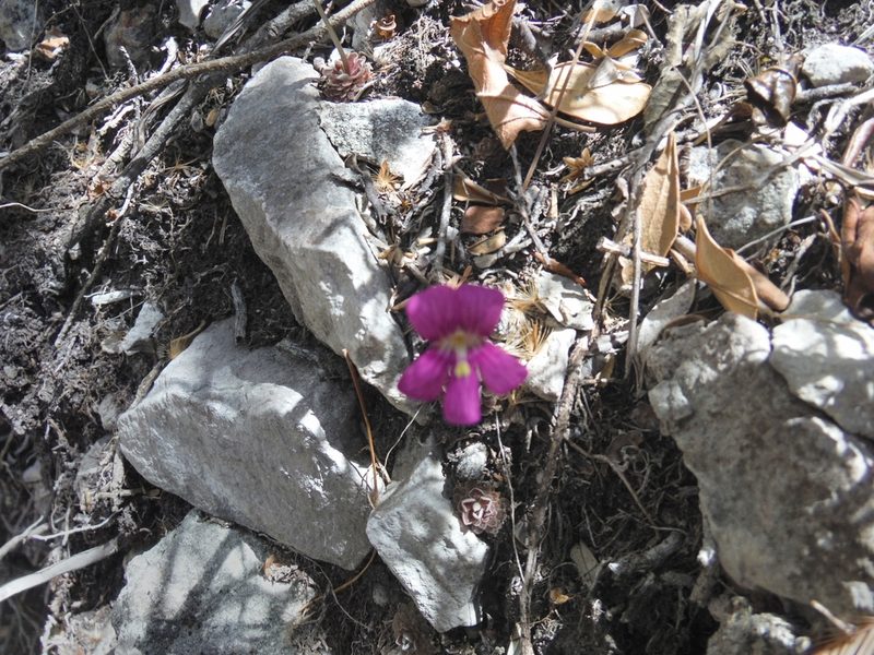 Pinguicula debbertiana, photographed by Alejandro Gómez Maya