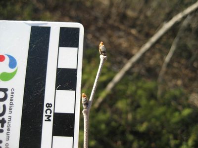 Ulmus rubra, photographed by rboles