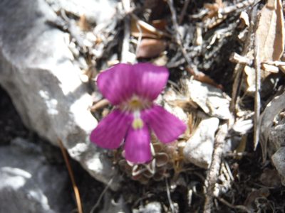 Pinguicula debbertiana, photographed by Alejandro Gómez Maya