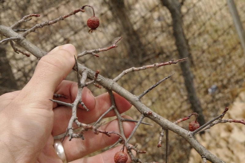 Crataegus tracyi, photographed by Eric Knight