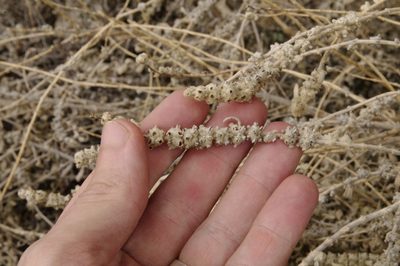 Buddleja scordioides, photographed by Eric Knight