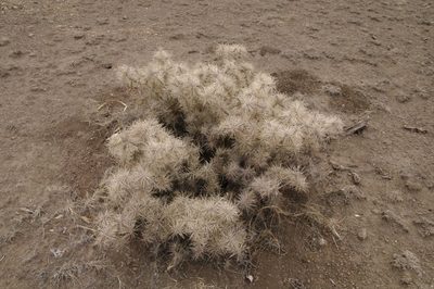 Cylindropuntia davisii, photographed by Eric Knight