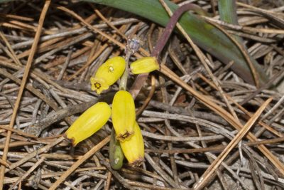 Muscari macrocarpum, photographed by Kristof Zyskowski