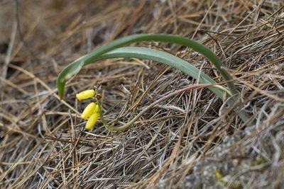 Muscari macrocarpum, photographed by Kristof Zyskowski