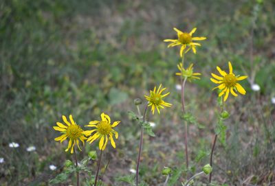 Tetragonotheca repanda, photographed by Wes Copas
