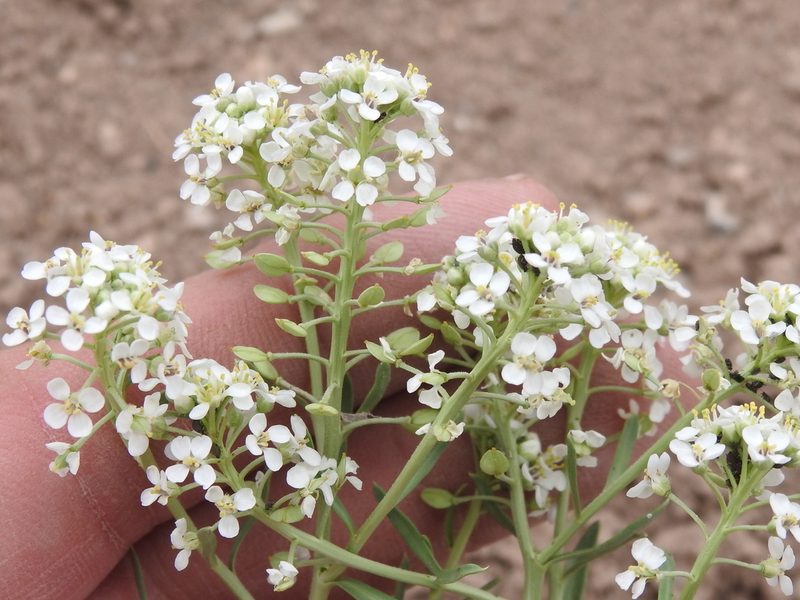 Lepidium alyssoides, photographed by Sam Kieschnick