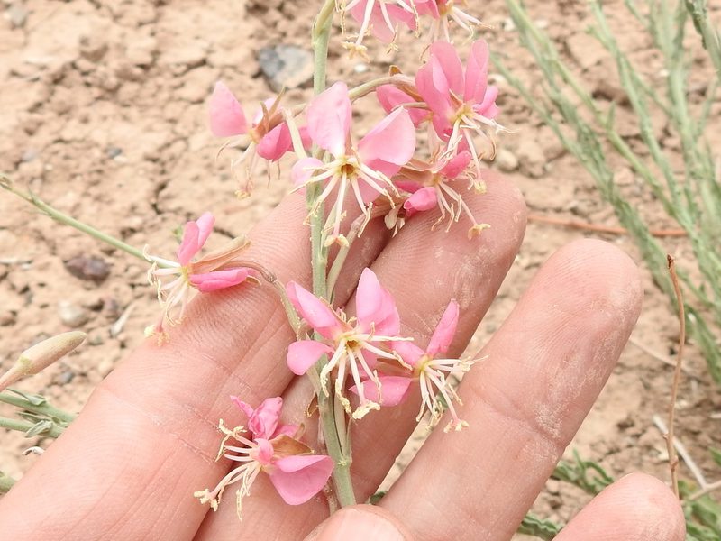 Oenothera arida, photographed by Sam Kieschnick