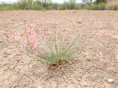 Oenothera arida, photographed by Sam Kieschnick