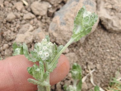 Diaperia verna, photographed by Sam Kieschnick