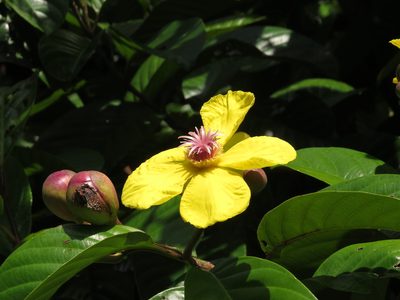 Dillenia excelsa, photographed by Paul Prior