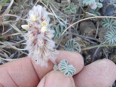 Dalea neomexicana, photographed by Sam Kieschnick