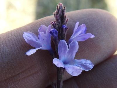 Verbena perennis, photographed by Sam Kieschnick