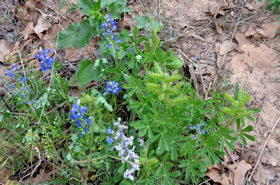 Lupinus subcarnosus, photographed by Wes Copas