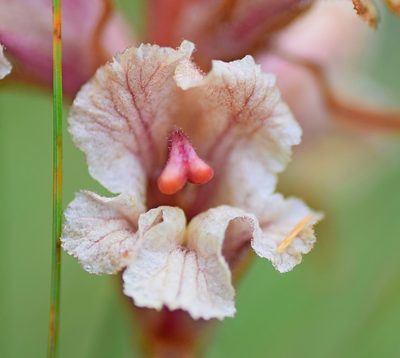 Orobanche alba, photographed by Kostas Zontanos