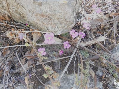 Pinguicula debbertiana, photographed by Alejandro Gómez Maya