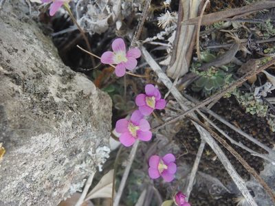 Pinguicula debbertiana, photographed by Alejandro Gómez Maya