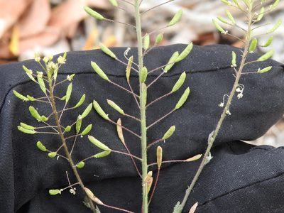 Descurainia pinnata, photographed by Sam Kieschnick