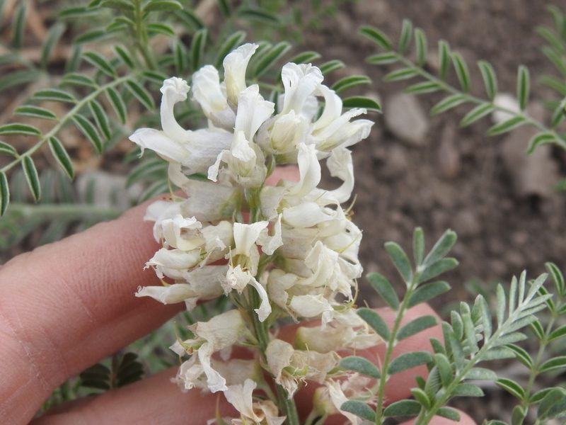 Sophora nuttalliana, photographed by Sam Kieschnick