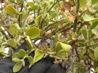Phoradendron coryae, photographed by Sam Kieschnick