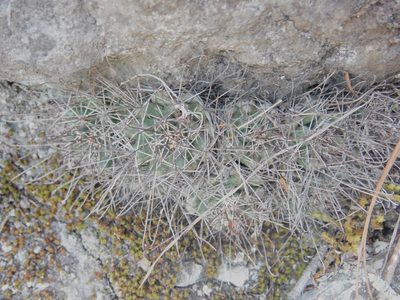 Cumarinia odorata, photographed by Alejandro Gómez Maya