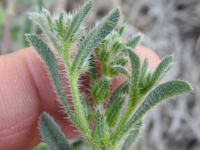 Cryptantha minima, photographed by Sam Kieschnick