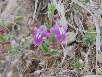 Scutellaria potosina, photographed by Alejandro Gómez Maya