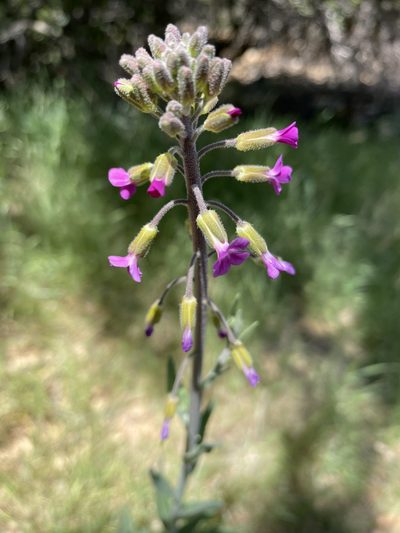 Boechera californica, photographed by Irene