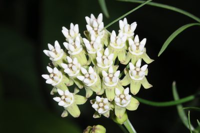 Funastrum gracile, photographed by aacocucci