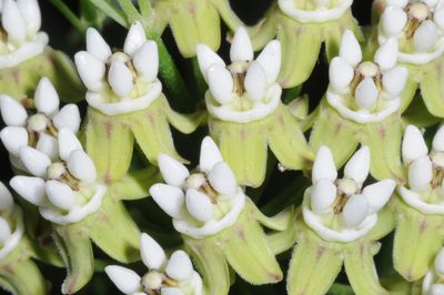Funastrum gracile, photographed by aacocucci