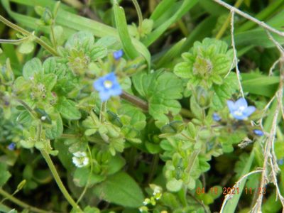 Veronica triphyllos, photographed by Galyna Mykytynets