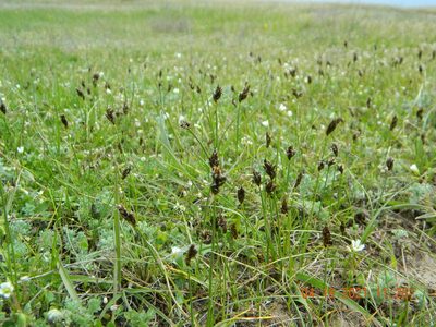 Carex stenophylla, photographed by Galyna Mykytynets