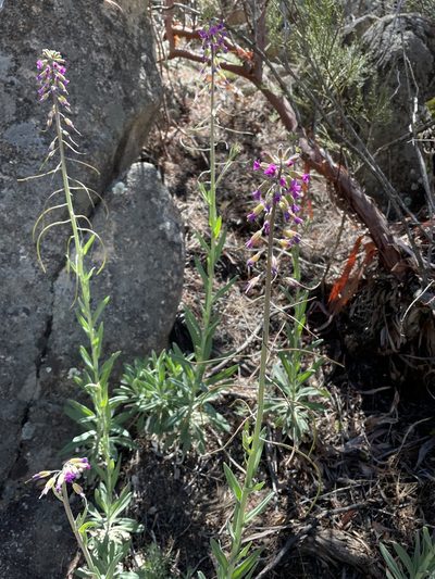 Boechera californica, photographed by Irene
