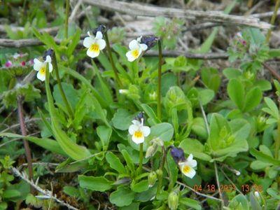 Viola kitaibeliana, photographed by Galyna Mykytynets