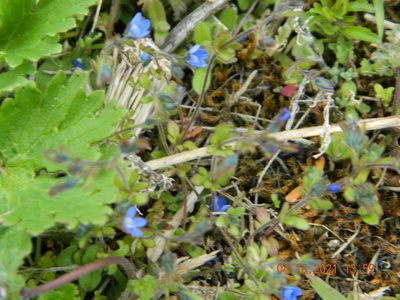 Veronica triphyllos, photographed by Galyna Mykytynets