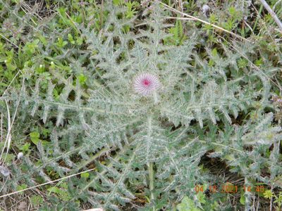 Carduus uncinatus, photographed by Galyna Mykytynets