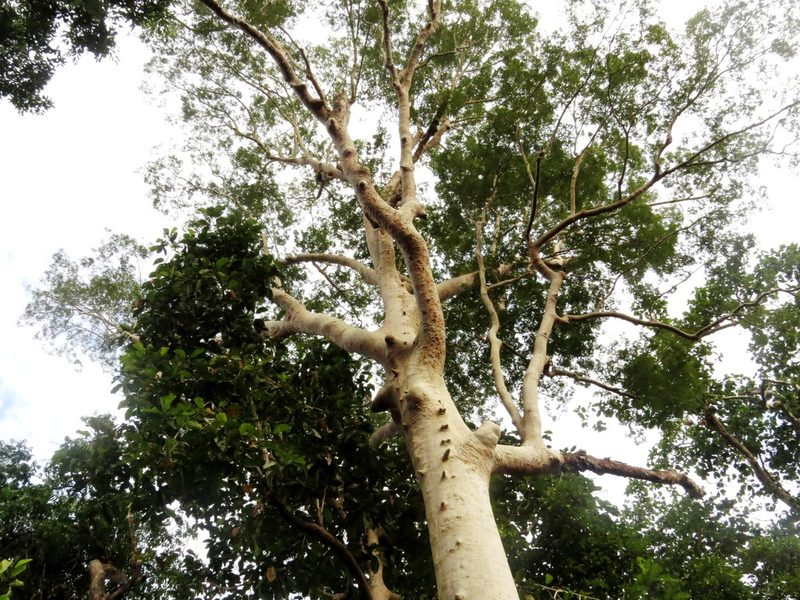 Koompassia excelsa, photographed by Paul Prior