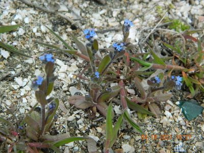 Myosotis incrassata, photographed by Galyna Mykytynets
