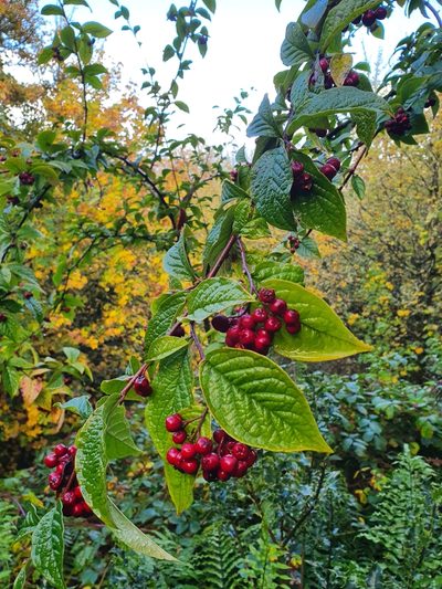 Cotoneaster bullatus, photographed by Kate McAlpine