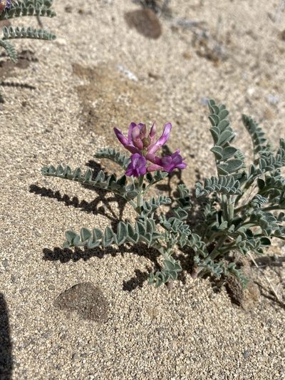 Astragalus camptopus, photographed by Matt Berger