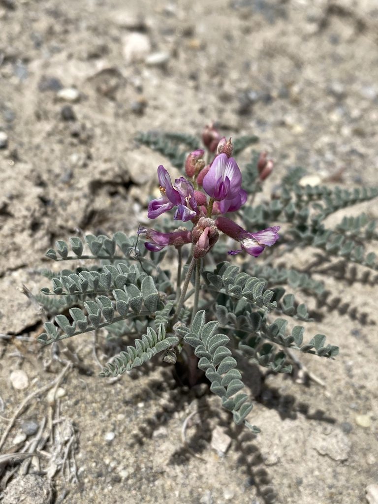 Astragalus camptopus, photographed by Matt Berger
