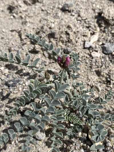 Astragalus camptopus, photographed by Matt Berger
