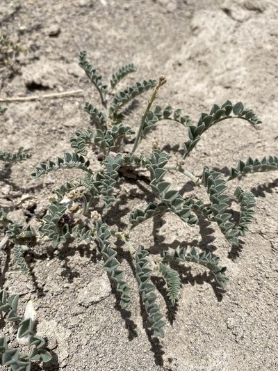 Astragalus camptopus, photographed by Matt Berger