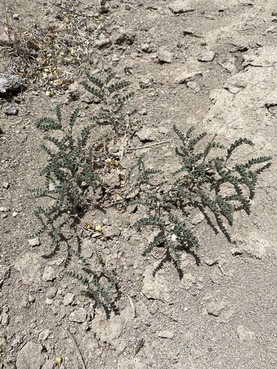 Astragalus camptopus, photographed by Matt Berger