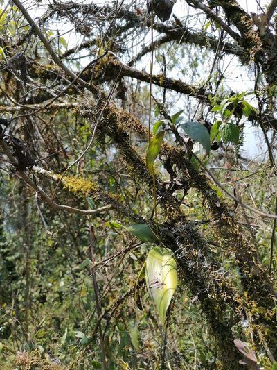Leochilus carinatus, photographed by Victor De la Cruz