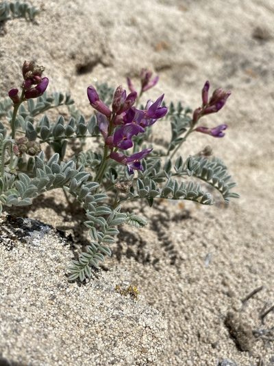Astragalus camptopus, photographed by Matt Berger